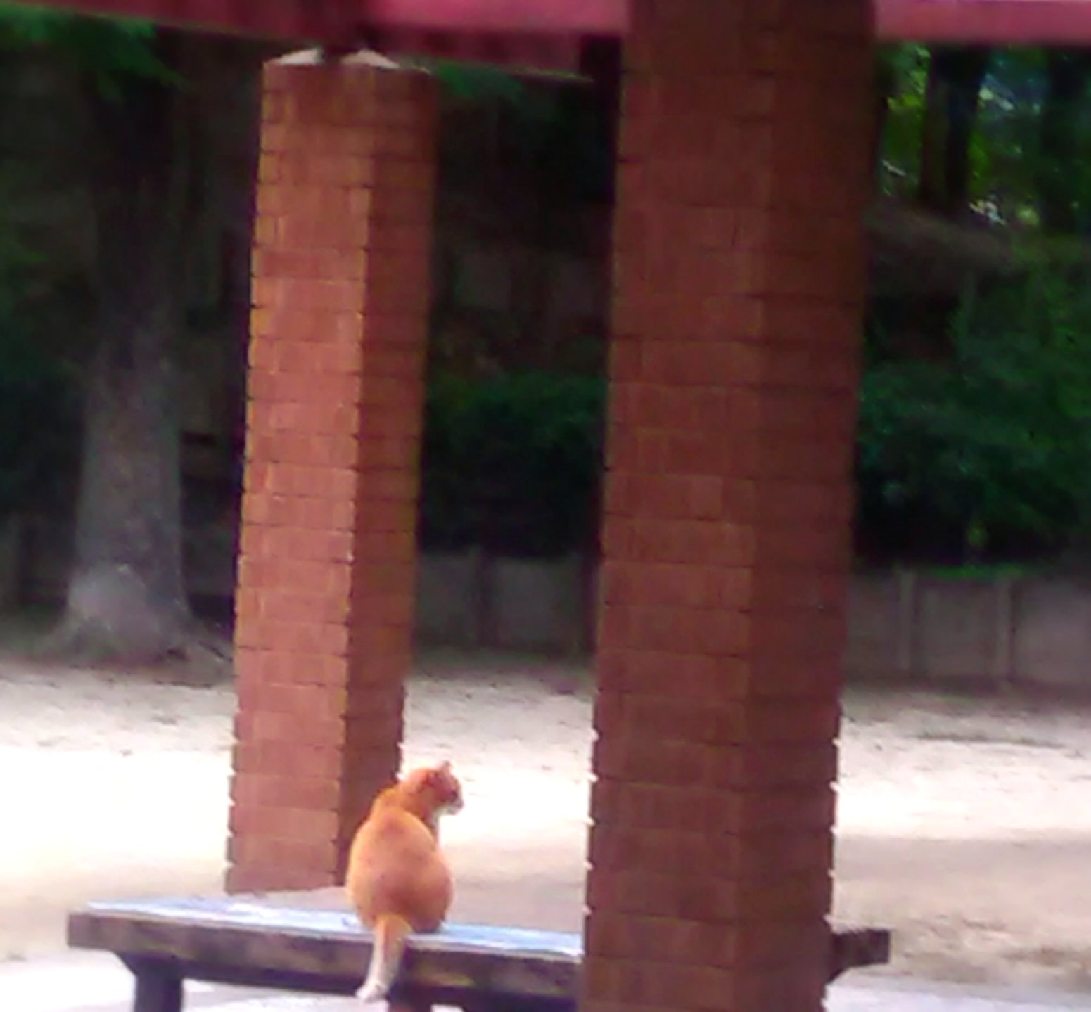 優 哀愁漂う後ろ姿の猫さん 哀愁漂う後ろ姿 猫 猫が好き T Co Xobr6kurxm Twitter