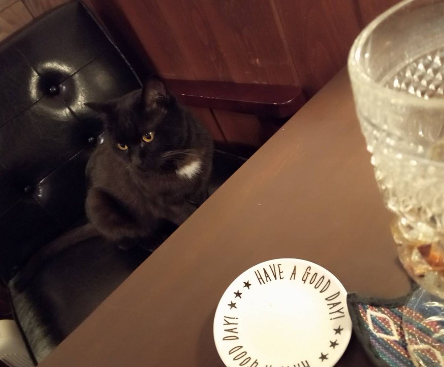Catteria Cloud Nine キャッテリアクラウドナイン 大阪にある猫カフェ 子猫のへや