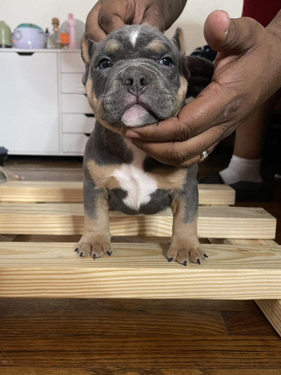 queencitybullys's tweet photo. This little guy looks just like his papa #QueenCityBullys #Puppy #Dog https://t.co/1zIlrMUyhp