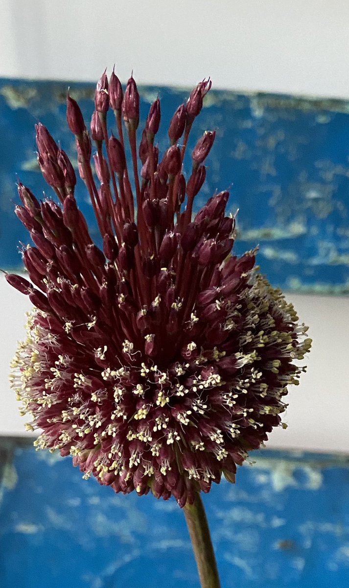 All4youFlowers's tweet photo. Allium Red Mohican zijn nu weer beschikbaar. #allium #alliumflowers @All4youFlowers https://t.co/yqAjiyegeA