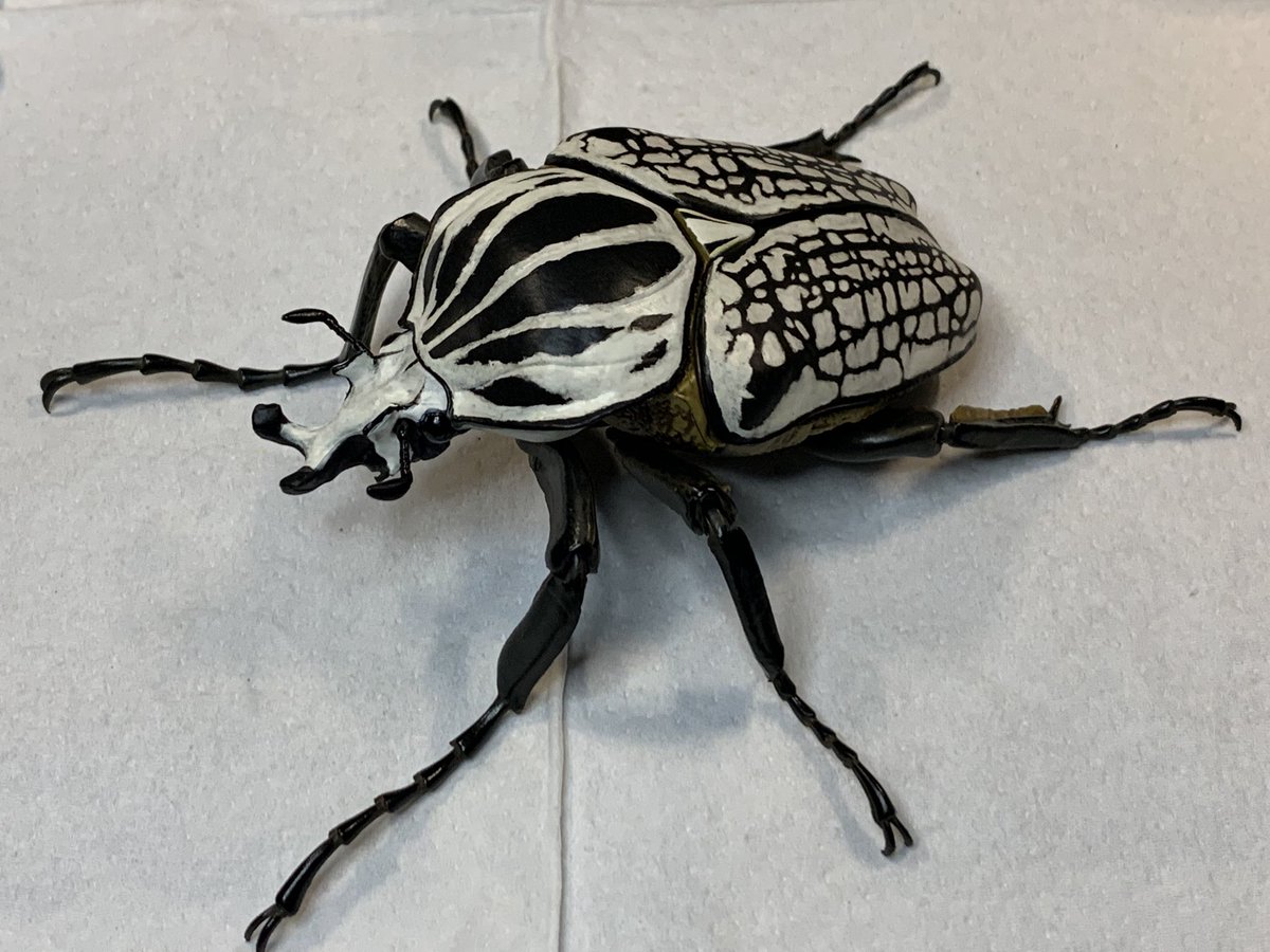 アフリカ大陸万歳✨ 国内では到底考えられない 大きさと色、柄…美しい