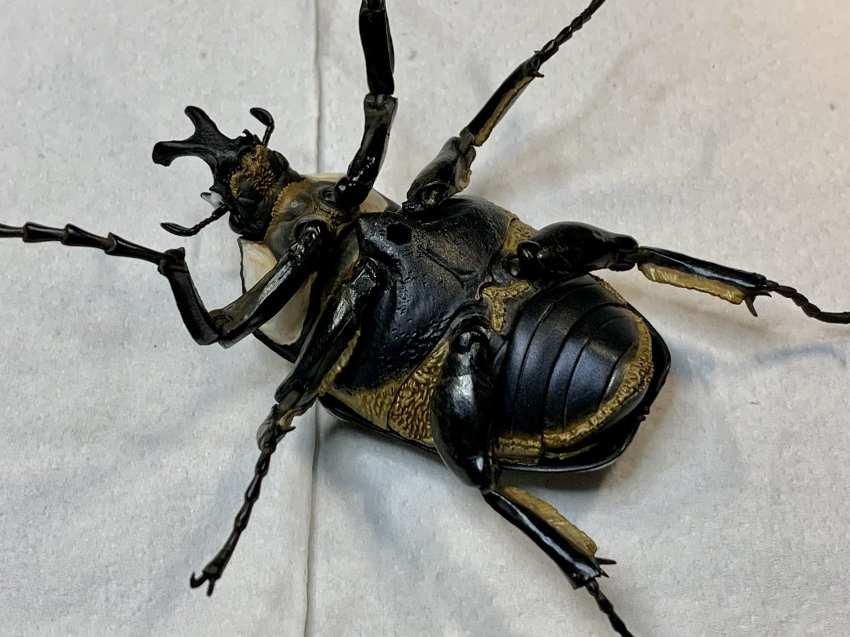 アフリカ大陸万歳✨ 国内では到底考えられない 大きさと色、柄…美しい