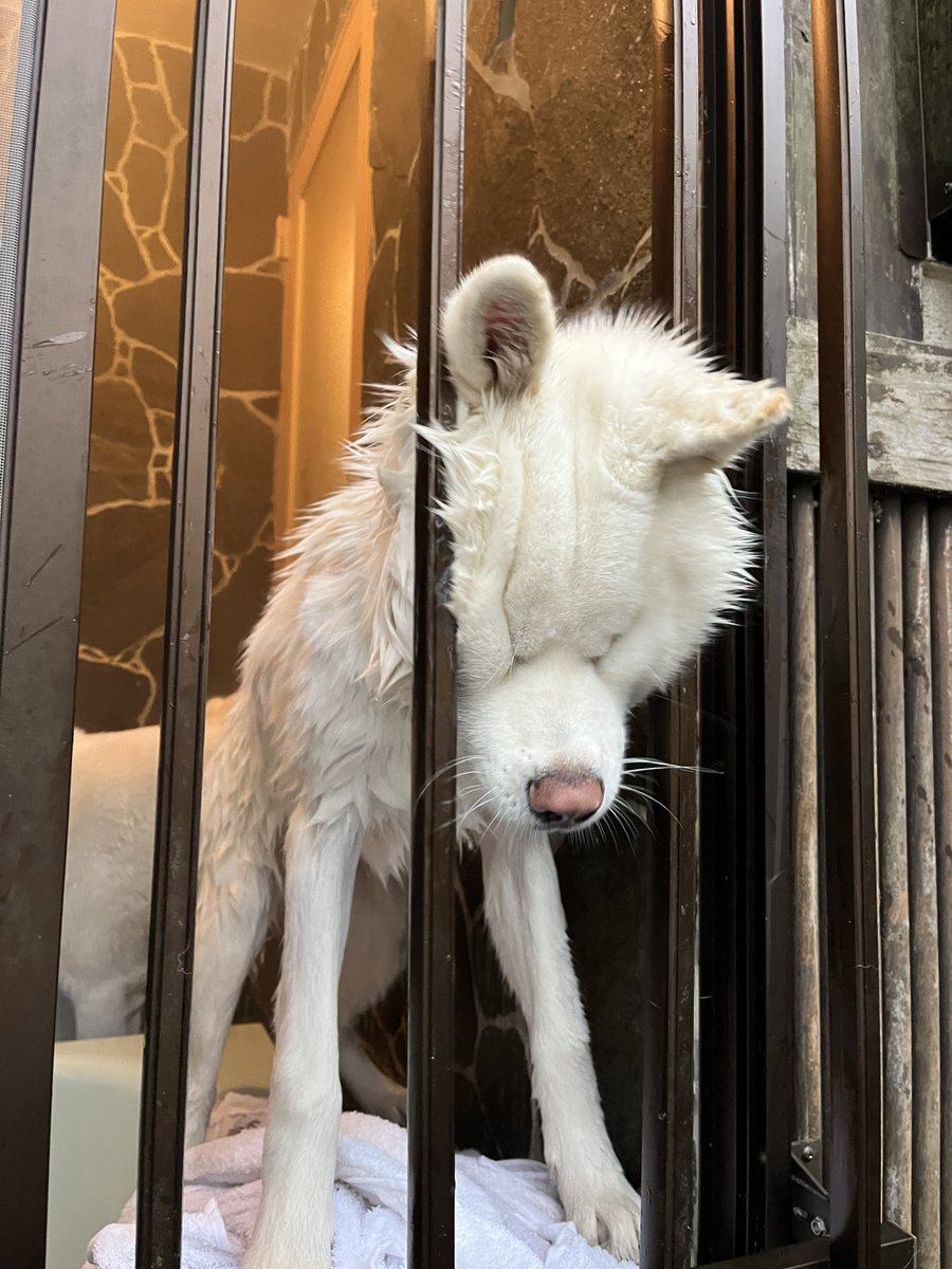 お風呂から脱獄しようと 窓の柵に頭ごと突っ込んだ犬の顔に爆笑 むぎゅうっの極み お鼻と耳しかついてない まいどなニュース
