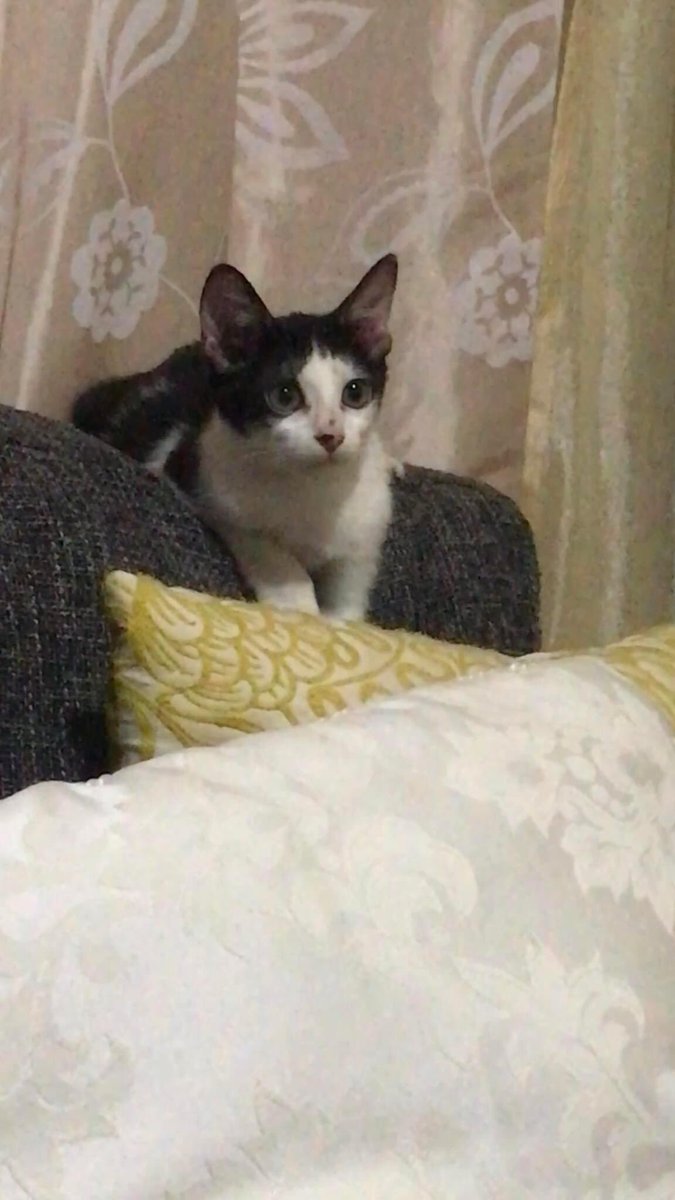 donkatsuuu's tweet photo. 📣🐈 LOOKING FOR someone na gusto mag adopt! Medyo ASAP since I'll be flying abroad soon + hindi ko afford imaintain sya

Her name is Toshi and likes to chill, cuddles you a lot din. Naligaw sya samin and took her in kasi kawawa.

Around Bulacan sana uwu THANKS PAKI KALAT DIN :(( https://t.co/DQlkYCRvXV