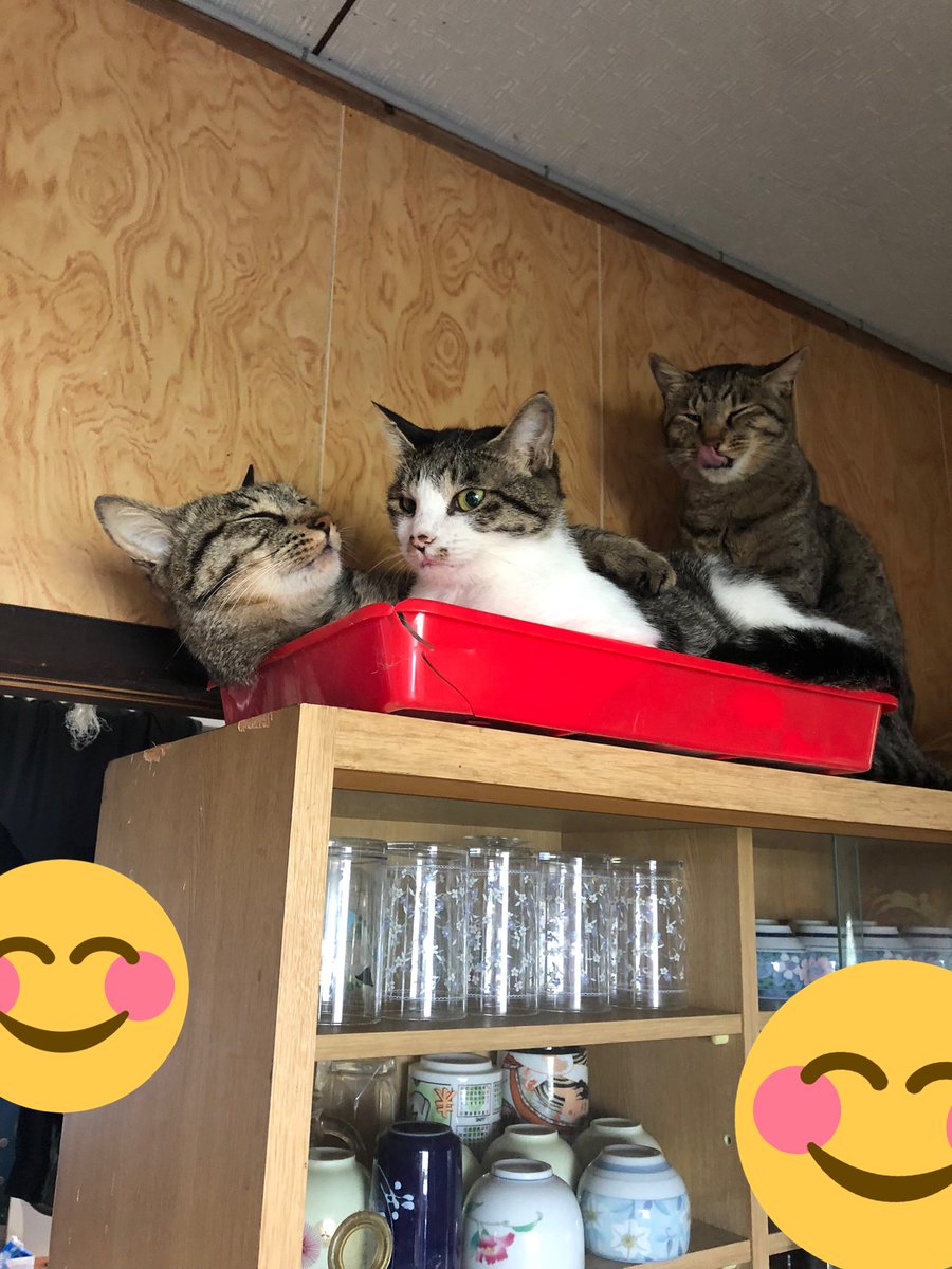 29rtLemontea's tweet photo. ラブラブ🥰 https://t.co/UUJHJcftjS