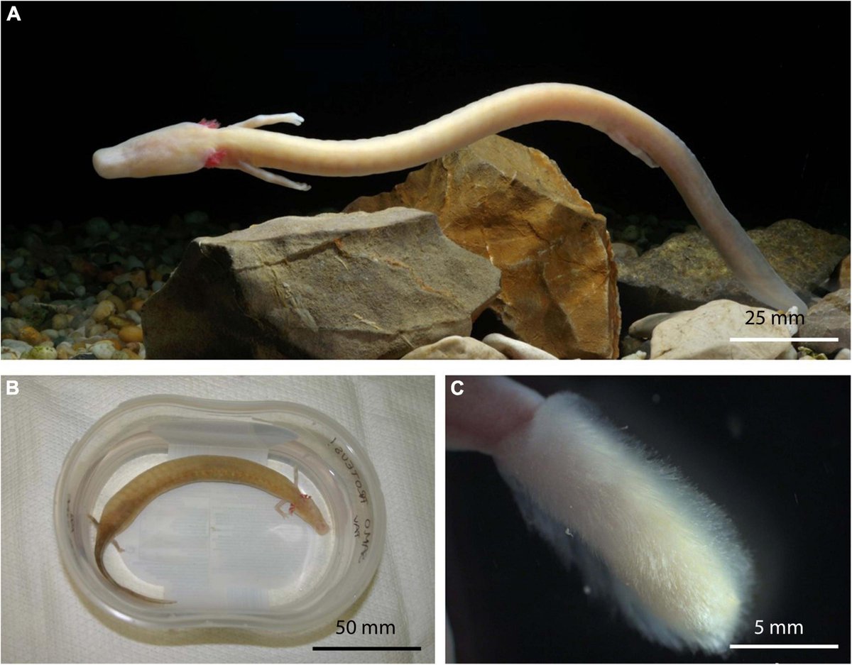 extremefungi's tweet photo. Just out: The first comprehensive report on cultivable skin #mycobiome of the longest-living #amphibian and the largest troglobiotic tetrapod, the #cave #salamander #Proteus anguinus.
https://t.co/7hGZhuwRH5
#fungi https://t.co/QhqZNTHAWv