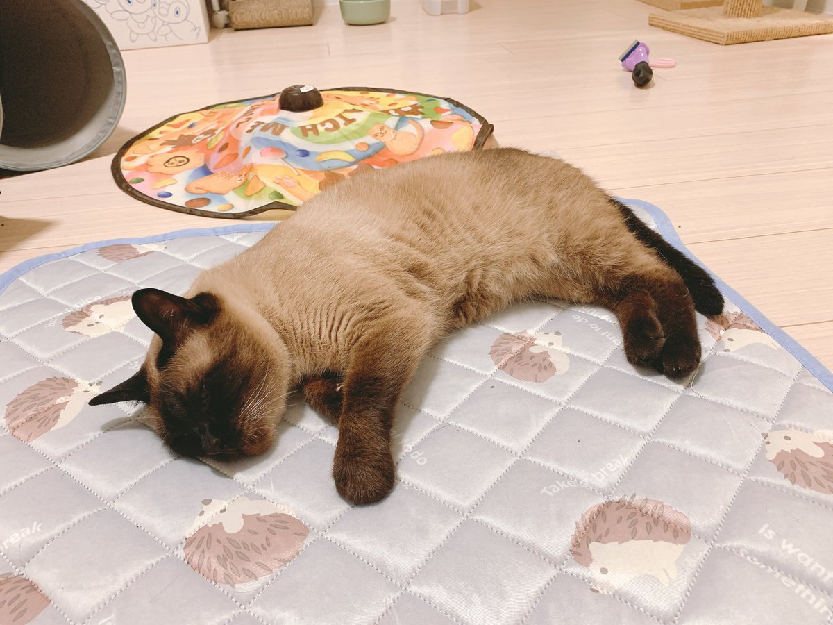 yamanobejin's tweet photo. スヤリ https://t.co/Bax3t50FaL
