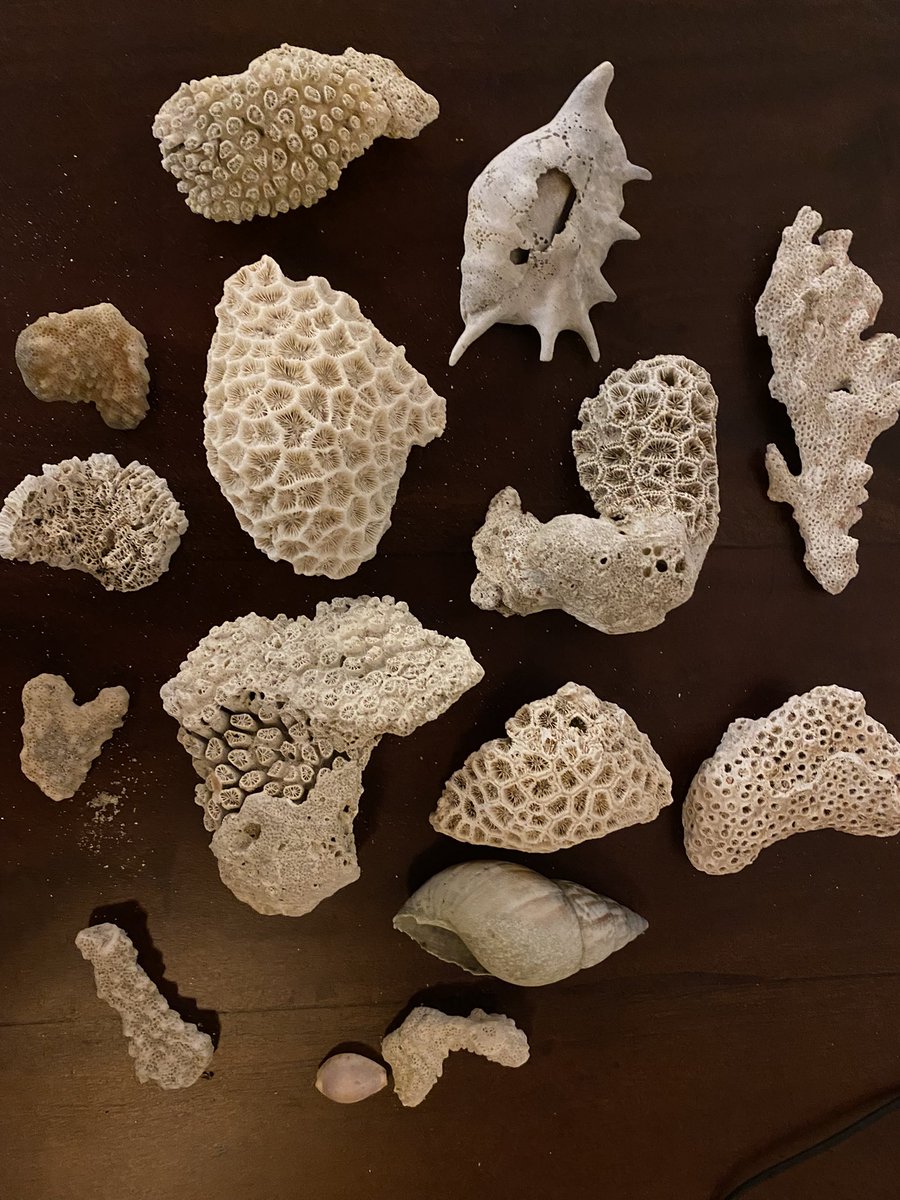irotchk's tweet photo. I wish you a beautiful #summer day my friends with findings on the #beach 🏖 

#SriLanka #traveling #myphoto #shells #nature https://t.co/X49ZDcNaIA
