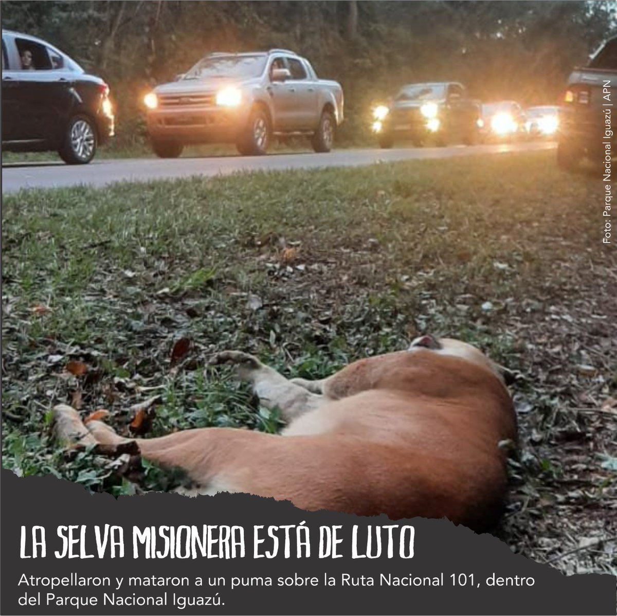 Fundación Vida Silvestre 🇦🇷 tweet media