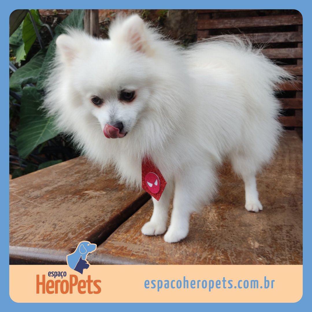 EspacoHeroPets's tweet image. Este é o Fuxo, querido cliente do Espaço Hero Pets. 🐶 Ele já experimentou nossa estrutura criada especialmente para Pets. 🐾 Aqui todos são tratados como verdadeiros Heróis.