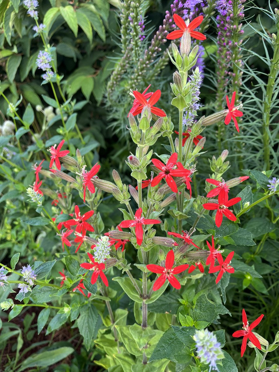 VicarsGarden's tweet photo. Today’s joy: Silene regia (Royal catchfly) in the pollinator bed.
#inmygardentoday #flowers #prairieplants #pollinatorgarden https://t.co/lEwSA5brEY