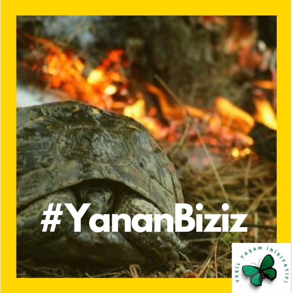 Ormanlar yandığında yeni ağaçların büyümesi 10-20 yıl arasında zaman alır.
Yitirilen ekosistemin kazanılması ise 200 yılı bulabilir.
Yitirilen her can biriciktir ve yenilenemez.
Yangınların söndürülmesi değil, yangınların
ÇIKMAMASI GEREKİYOR
#YananBiziz