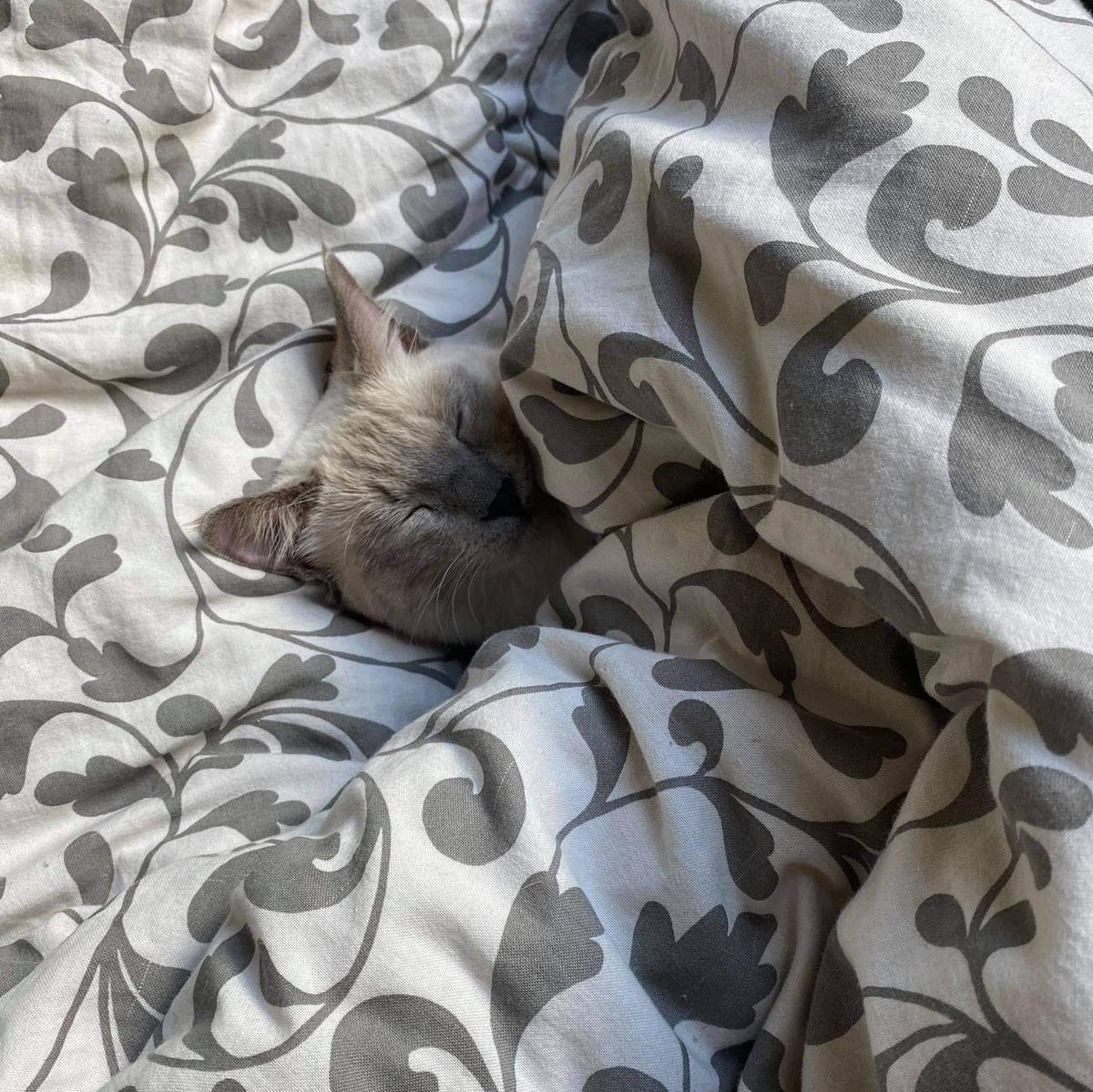 tavumarie's tweet photo. Quand t’es un chat mais que tu t’en fiche pcq t’as été adopté par une meuf seule qui claque tout son salaire dans ton épanouissement personnel https://t.co/feusIthqae