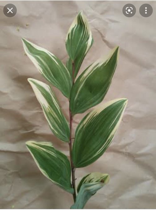 ナルコユリのtwitterイラスト検索結果