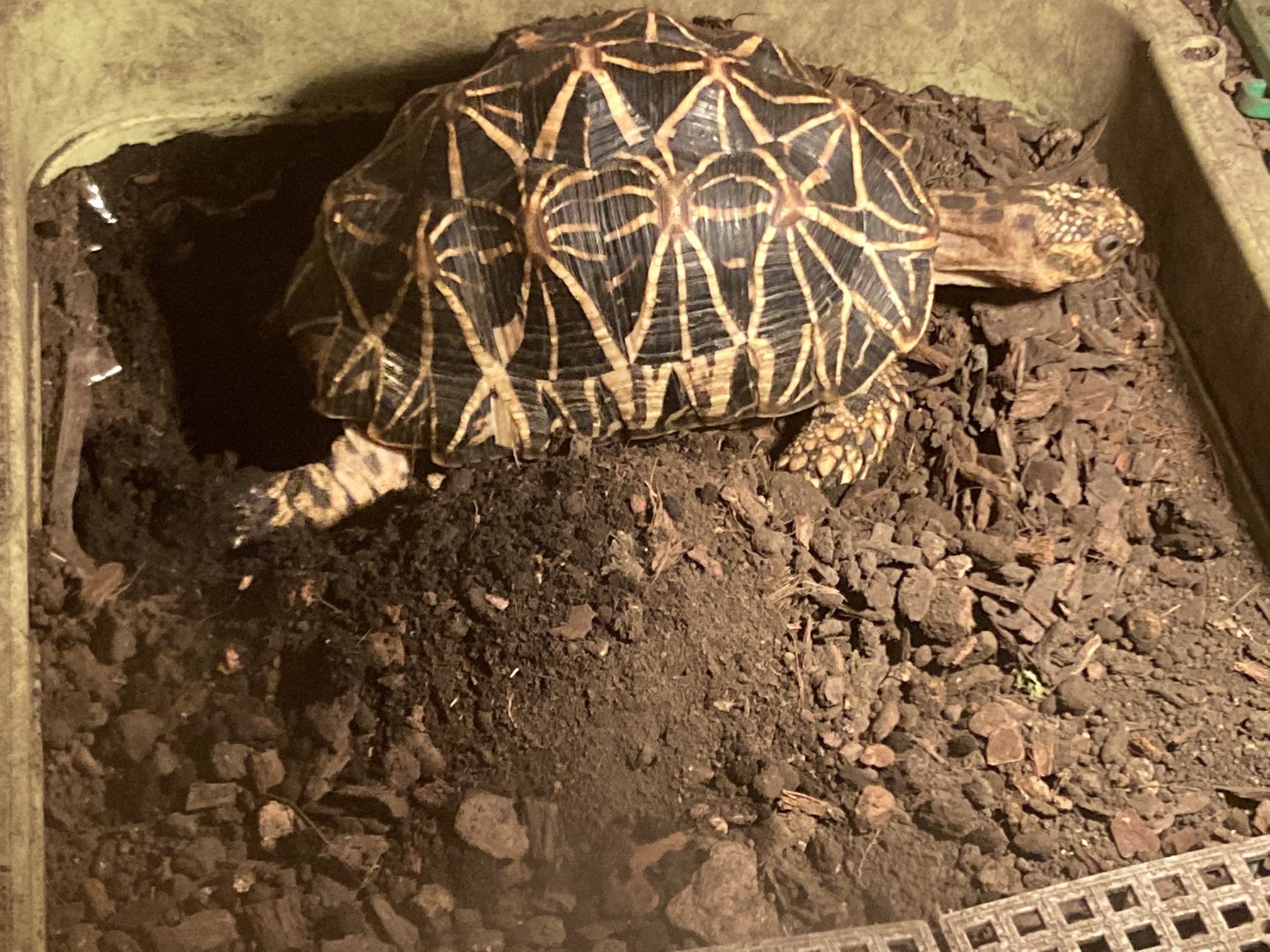 Ns Plusgoeflutz Twitter