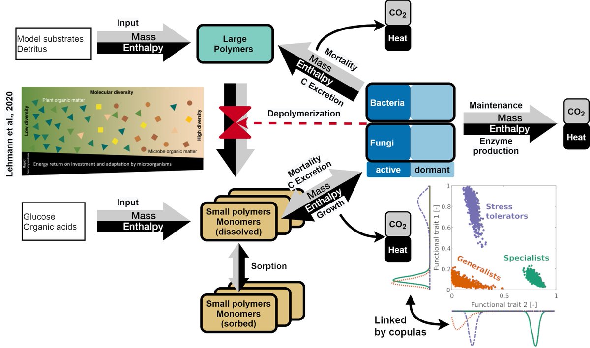 Project 6: TraiMErgy 'Integrated trait-based modeling of carbon and energy flows in soil systems' @UniHohenheim soilsystems.net/projects-partn…