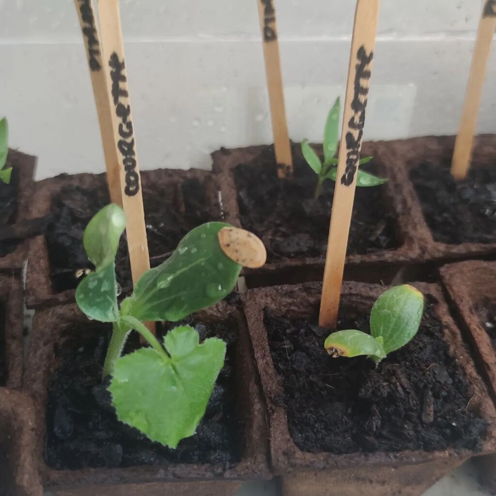 olivier chambon tweet media