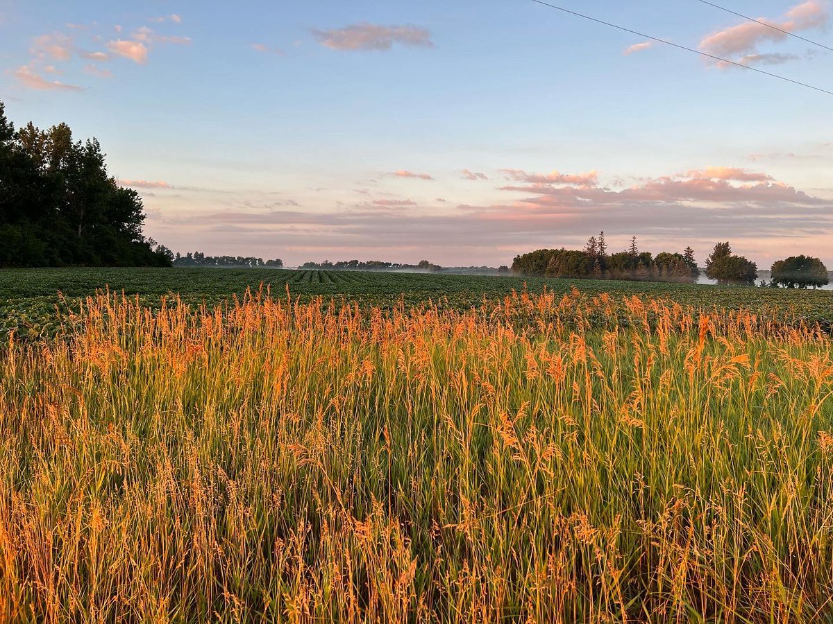 angpotts's tweet photo. A beautiful MN summer morning. https://t.co/cdB1UQ7XMw