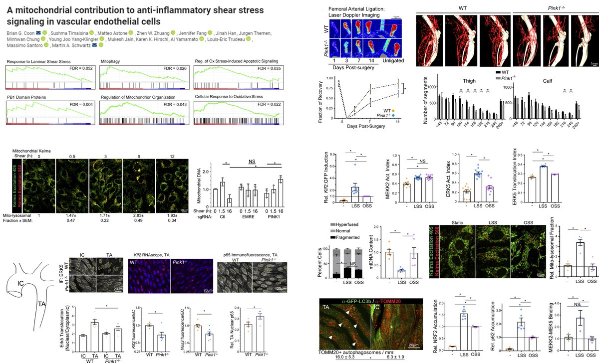#EndothelialCell #Mechanobiology

#Mitophagy machinery (p62/PINK1/SMDT1) is required for #LaminarShearStress-activated MEKK2/3-MEK5-ERK5-KLF2 axis

p62 #Autophagy adaptor physically scaffolds with MEK5

Dr. Brian Coon &amp; Martin Schwartz labs <a href="/JCellBiol/">Journal of Cell Biology</a> 2022
rupress.org/jcb/article-st…