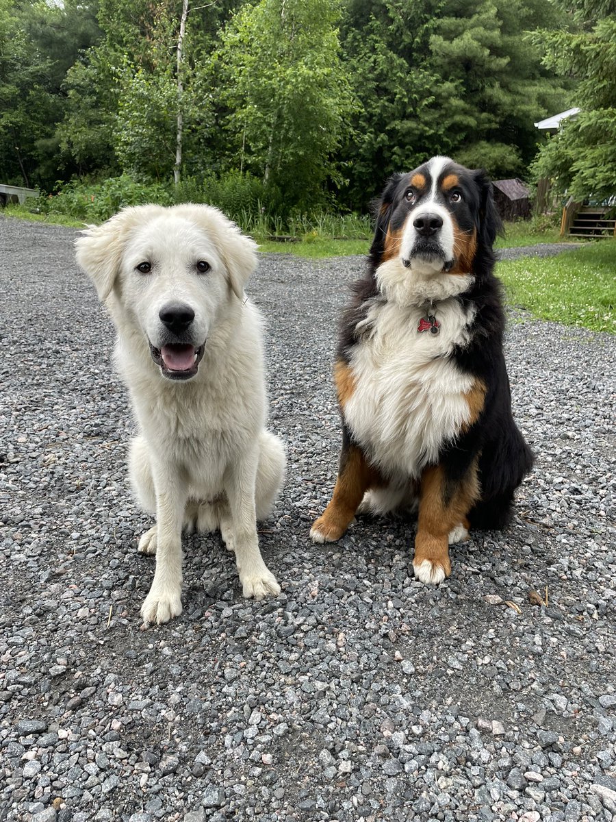 Tingo_89's tweet photo. When you love being outside but then remember it’s bug season 😅

Atlas barely notices them but June…Oh June, her face says it all.

#bugseason #bugs #ontario #dogs #DogsofTwittter https://t.co/VP0fcH9eI2