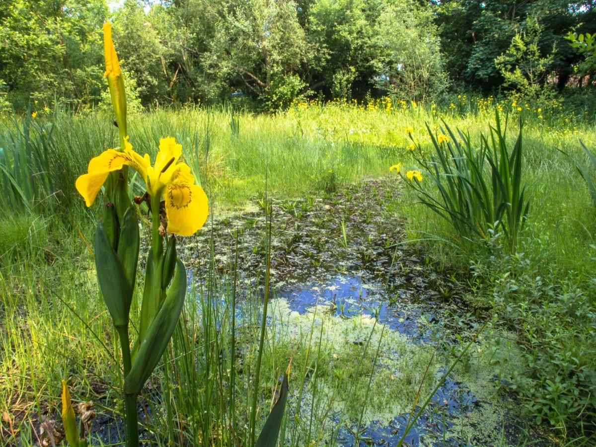 TOE_oxon's tweet photo. TOE has funded 135 community projects to assist nature recovery in #Oxfordshire in the last 10 years. Planning to help wildlife in your area? Grants available now https://t.co/XWhsIpRhh0 @oalc_info @WildOxfordshire @GrundonRecycle @CAGOxfordshire https://t.co/BlDTsBpp3Z