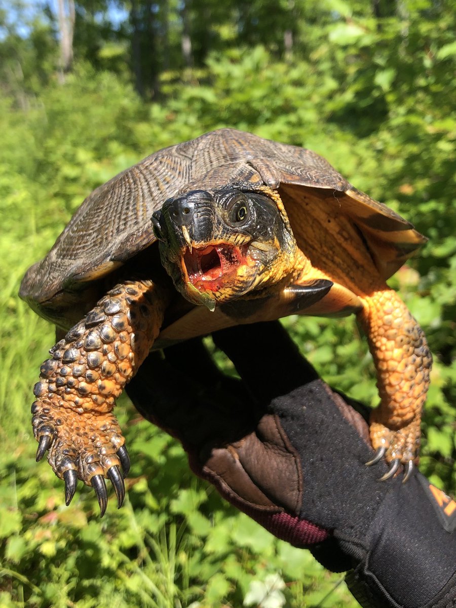 TrishHerps4Life's tweet photo. This one's a killer...of slugs! We had to interrupt this beautiful male from his meal to measure and mark him for our study. Slugs are a favorite meal for wood turtles and you'll often find them with a mouthful of slug goo. #WorkingForestsAndWoodTurtles https://t.co/digUZDSWDR