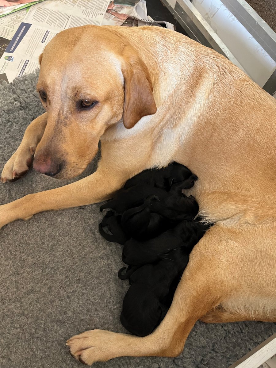 DaoKoha's tweet photo. @jordannharryy Here you go, born last night 8 black labrador pups, 2 male 6 female.  Check back soon for more pics https://t.co/NMIxhQNUx7