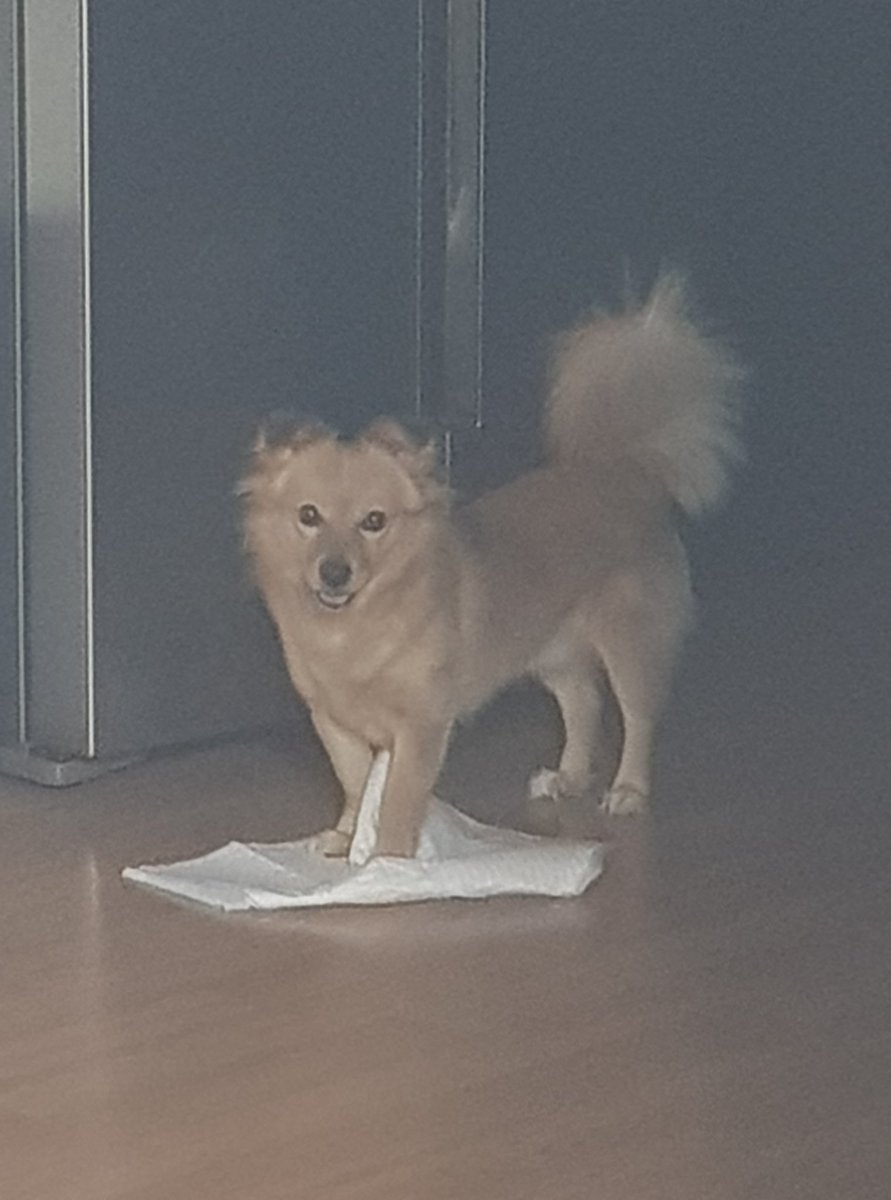 대체 왜 배변패드를 저기까지 끌고가는 거야