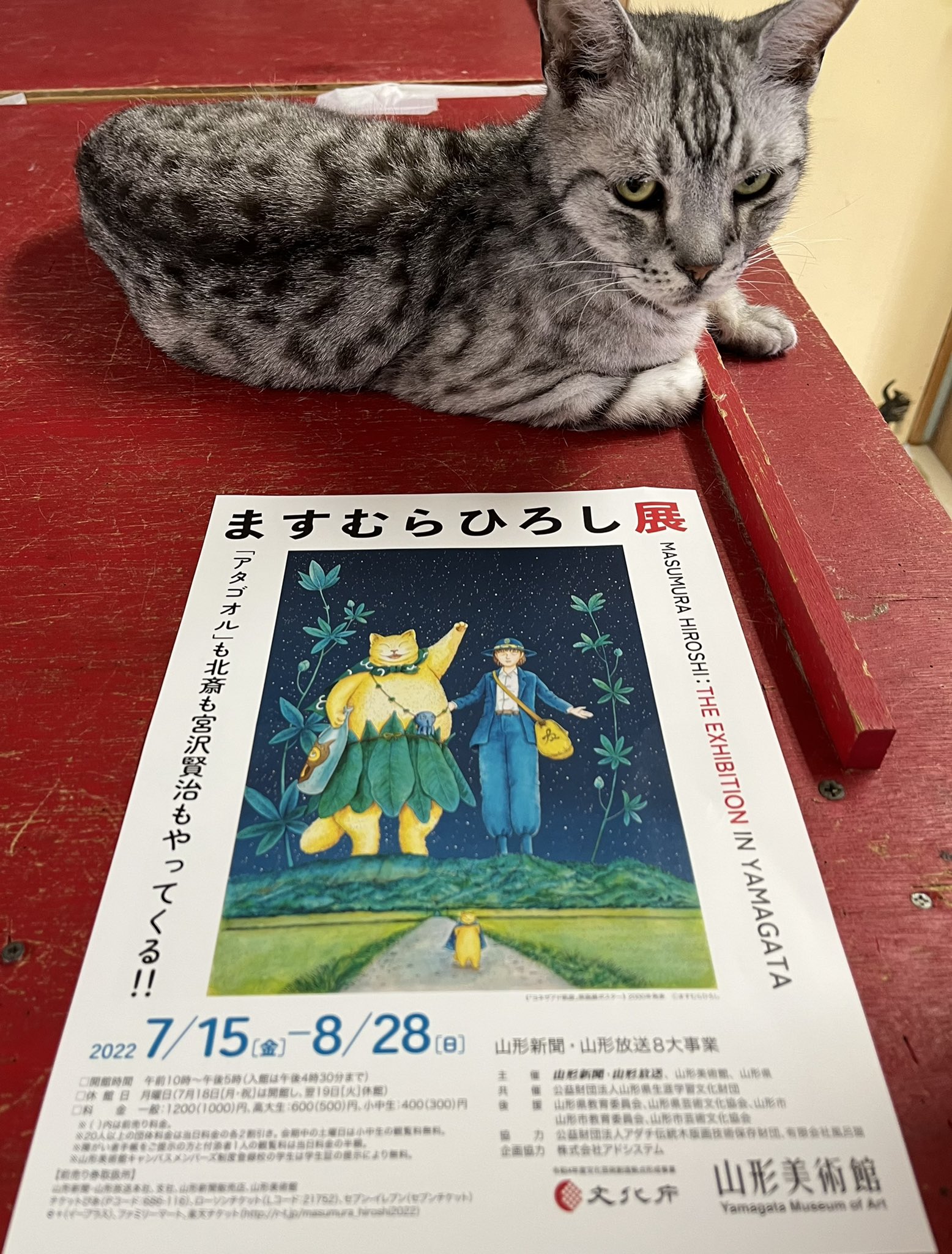 ねこコレ山形 Nekocolle Y Twitter