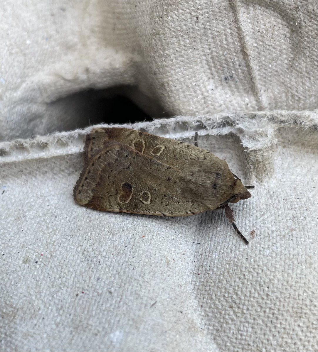 GarryNobbs's tweet photo. I had my first Boxworm Moth come to the trap last night. Also pictured, Ruby Tiger, Knot Grass and Lesser Yellow Underwing. https://t.co/5XaAFYDIOm
