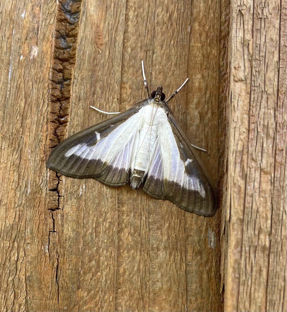 GarryNobbs's tweet photo. I had my first Boxworm Moth come to the trap last night. Also pictured, Ruby Tiger, Knot Grass and Lesser Yellow Underwing. https://t.co/5XaAFYDIOm