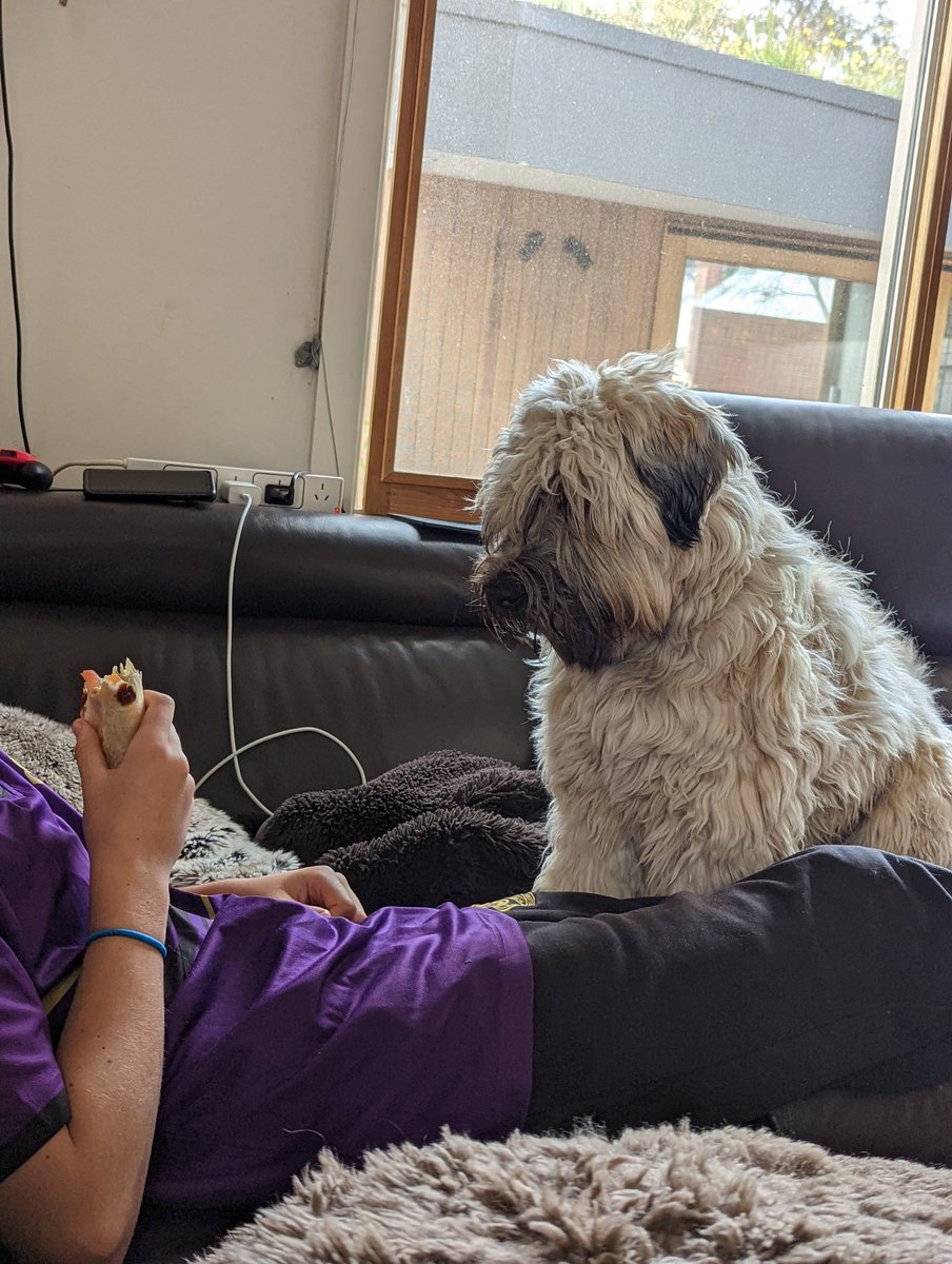 OberonWheaten's tweet photo. Look into my eyes ... You are feeling sleepy ... You want to give me your lunch. 😵‍💫🤤

#Hypnosis #PleaseFeedMe https://t.co/RAKVhA2fWv