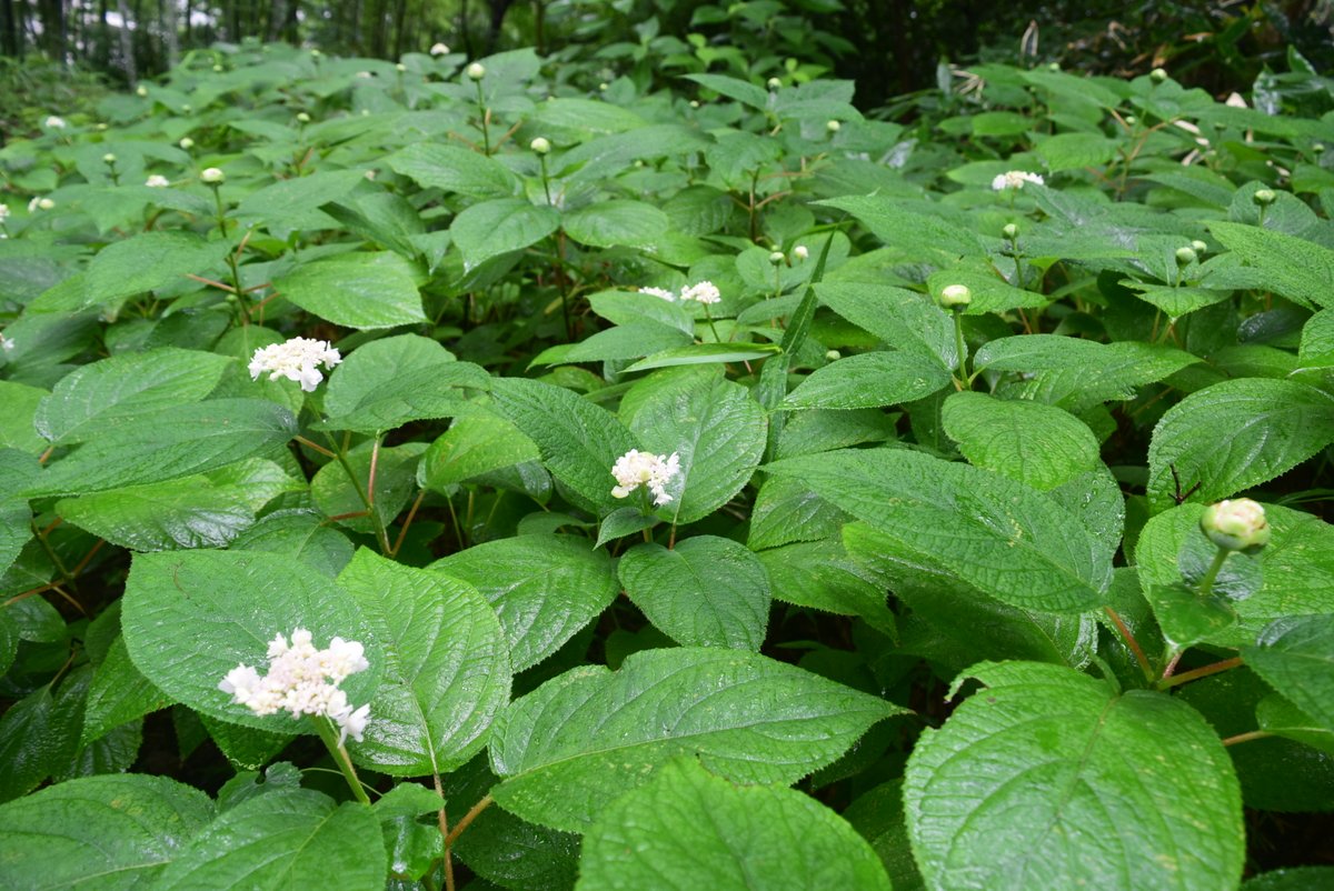 RikugienGarden's tweet image. 六義園でいちばん遅くに咲くアジサイ。
玉紫陽花（タマアジサイ）が咲いてきました。
雨に濡れて気持ちよさそうです。
＃庭園　＃六義園　＃玉紫陽花　＃雨　＃季節の花