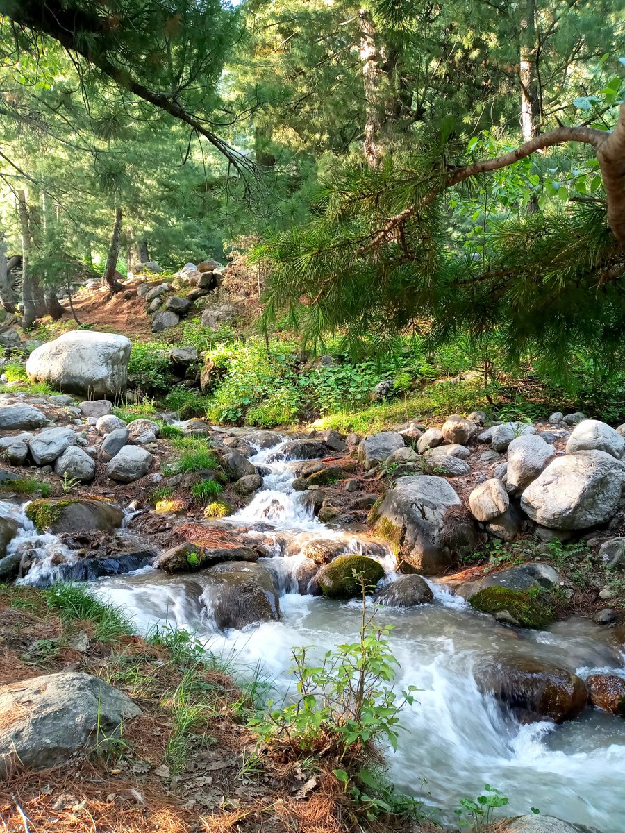 syedrizwanmehb1's tweet photo. Images from James Webb ve us in awe at vastness of universe but Forest is no less a marvel of nature-this one image of high hill Kaghan jungle has 7 tree,6 shrub,5 grass,4 lichens species(primitive plants growing on rocks) plus water Alga &amp;  dozens micro organisms-Respect Nature https://t.co/iEnwz8dNGj