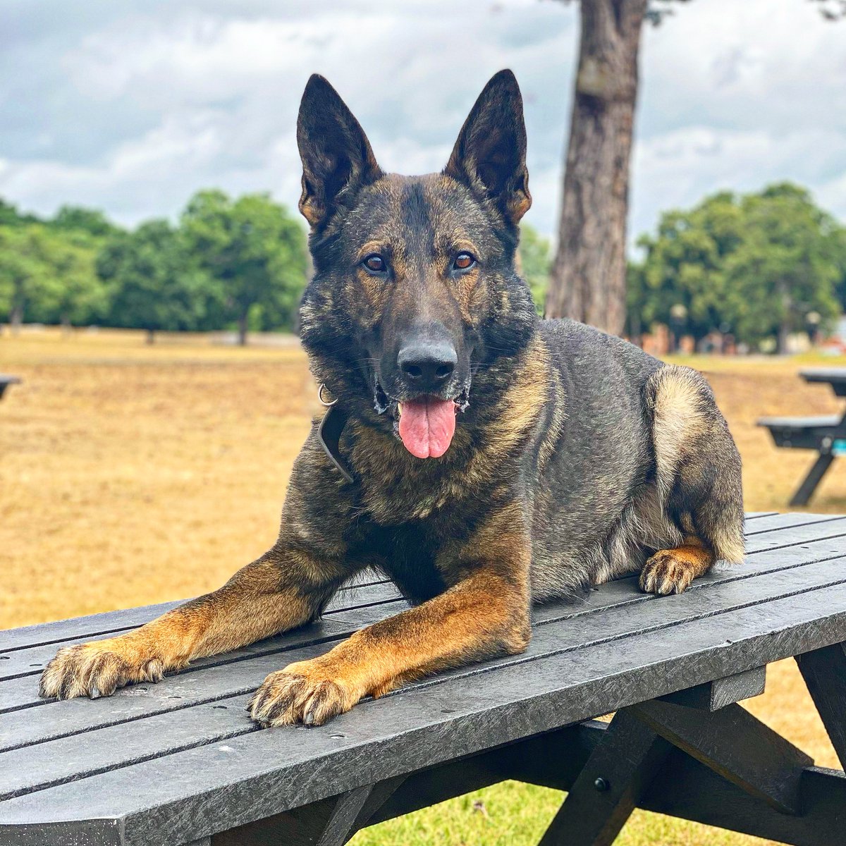 🐾FSD Hooch🐾 Last night in @TVP_Reading Hooch tracked and located a male suspected of stealing a vehicle. Officers went on to locate additional stolen bikes identifying further suspects. #teamwork #thenoseknows
