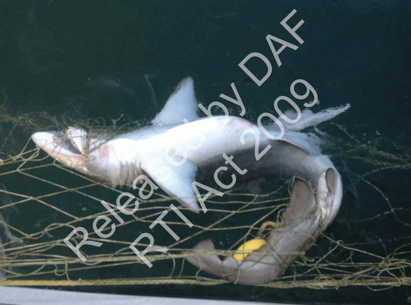 AlisonRotha's tweet photo. #ThisIsQueensland  

The Queensland Govt must stop culling sharks like this grey nurse - a Critically Endangered species - in the name of beach safety. I support non-lethal solutions. Remove shark nets and drumlines today.
  #NetsOutNow #SharkAwarenessDay https://t.co/q4AHRBJBDC