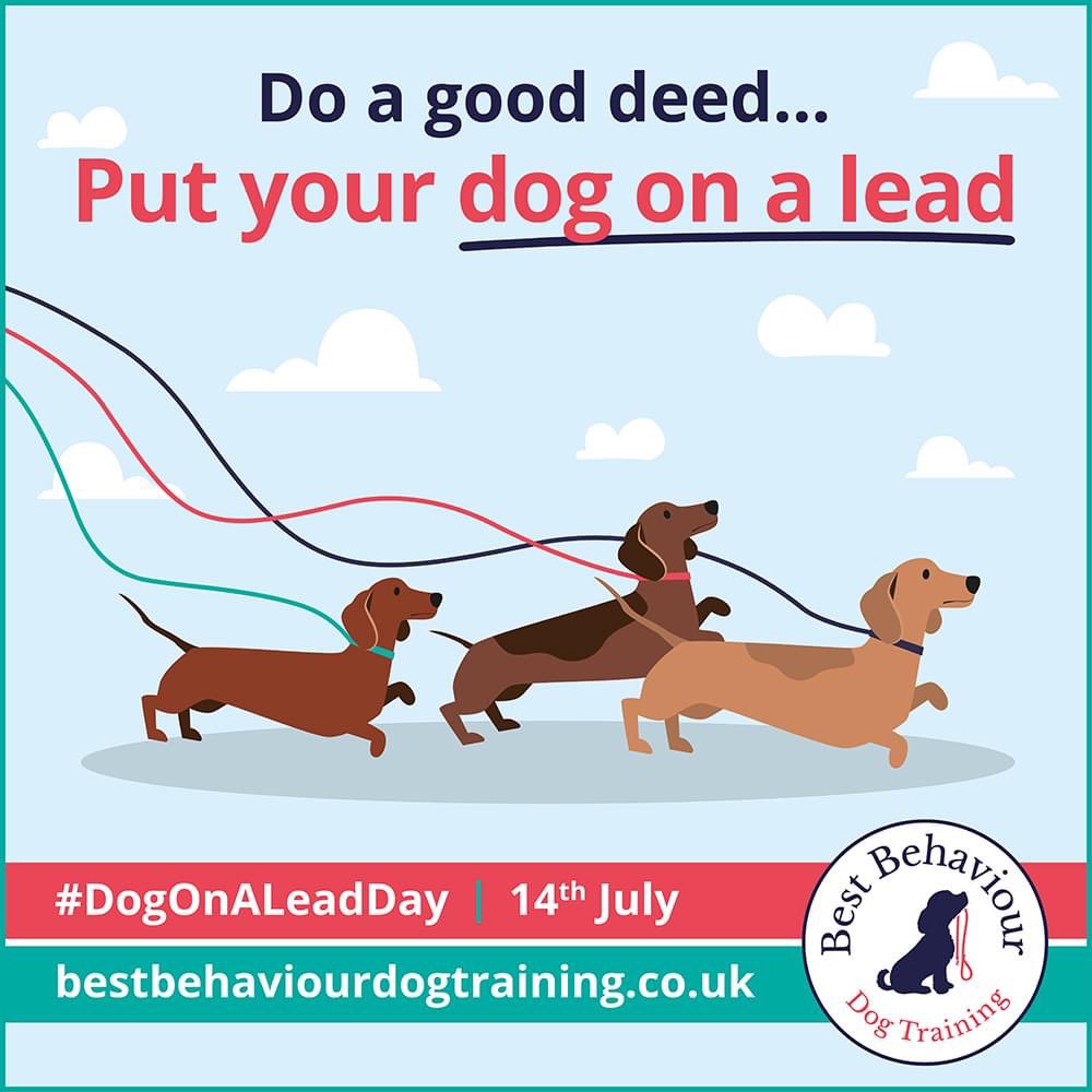 BBD0G1's tweet photo. It’s dog on a lead day - be responsible dog owner and don’t let your dog bound over to others. Simply have great dog waking etiquette by recalling your dog, popping them on a lead and asking if it’s okay. On lead walks are fun too #dogonaleadday https://t.co/9aq0UxVR7P