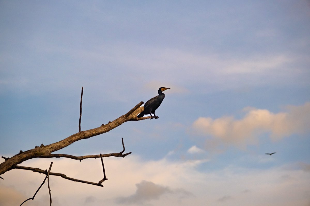 plumage
#photography #greatcormorant