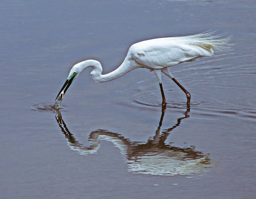 Egret of the Day
