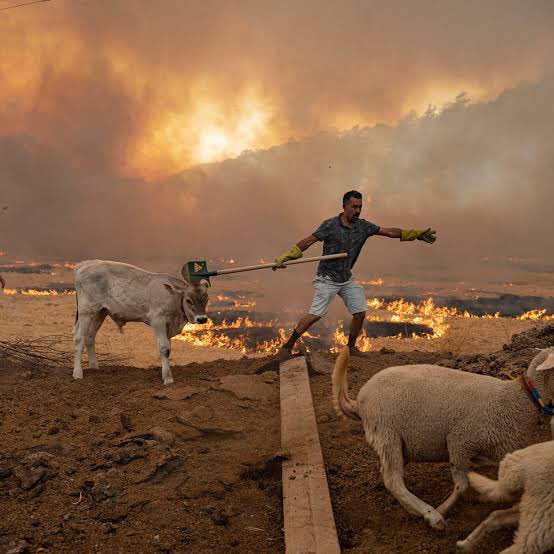 Orman yangınlarında korkular içerisinde yanarak ölen onca hayvan varken ‘can kaybı yok’ diye haber yapıldığında o kadar öfkeleniyorum ki!