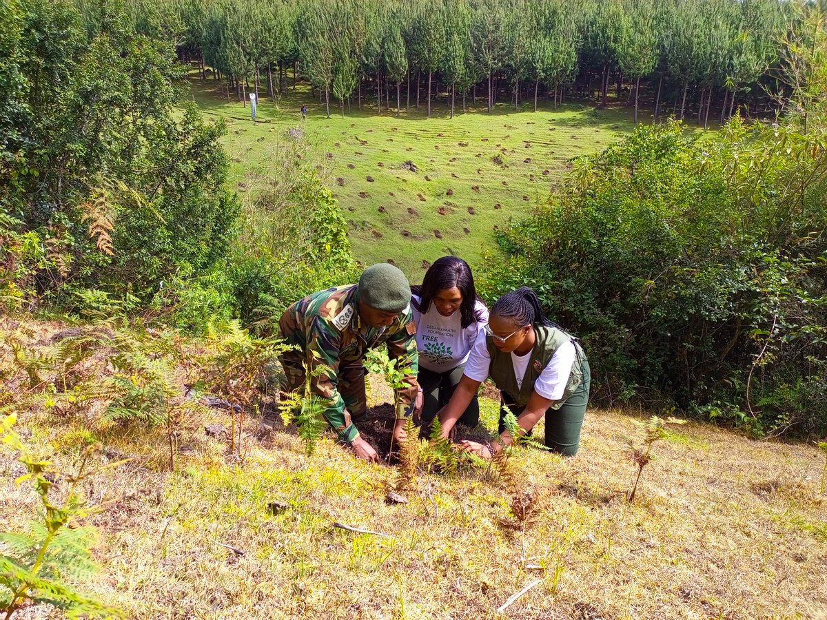 titus_kims's tweet photo. Yesterday @Dedankm in conjuction with @KeForestService planted over 30K seedlings in Ragio Forest in Kiambu county.Present were CEO @evakimathi , CCF Mr.Kamau @CCF_Kenya leading the entire @KeForestService,@kdfinfo ,environment ministers from @KiambuCountyGov and @NyandaruaCG018 https://t.co/S7MNmNBtTs