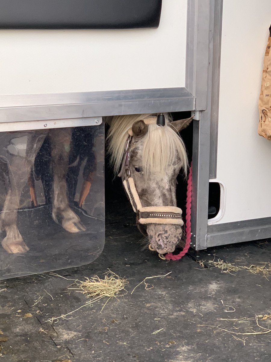 tedthelabrador's tweet photo. Is this a cat flap
Can I fit throw it
##mypony #britishspotted #britishspottedponysociety #britishspottedponysocietybreedshow #mylittlepony #ponysofinstagram #ponysofuk #ponytail #ponytailweave #yourponypost #yourshotphotographer https://t.co/ybP9mo3X93