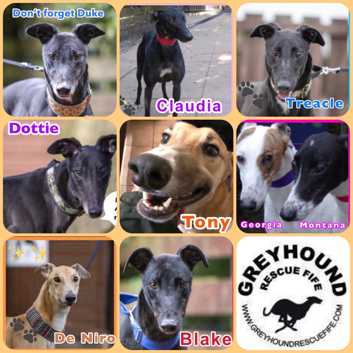 Here &amp; on #FB we post our homeless hounds, hoping they will catch someone’s eye &amp; are grateful for shares. This⬇️is taken from another post but is applicable to #GRF esp. long stayers (forgotten souls)who through no fault of their own are overlooked,spare a thought for them🤞🏽🐶♥️