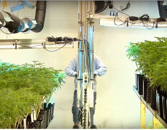 buresinnova's tweet photo. ¿Sabías que al fortalecer las plantas mientras son jóvenes, puede prevenir enfermedades como el oídio y la botritis cuando las plantas maduran?
Desinfección #UVCLIGHT #antibacterias #powderymildew #cannabis #uvcropprotection #legalcannabis #sinproductosquímicos https://t.co/Cvongk4t6C