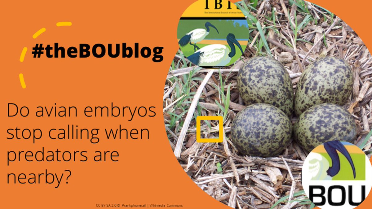 Avian embryos react to predators
ow.ly/YvSn30snUGO

On #theBOUblog science writer <a href="/Jente_O/">Jente Ottenburghs | Avian Hybrids 🦆🧬</a> explores if bird embryos adjust their calling rates when a predator is nearby.

Based on this recent <a href="/IBIS_journal/">BOU 👩🏻‍🏫👨🏿‍🏫🧕🏽👳🏽‍♂️ 🌈</a> paper by <a href="/_Kristal_K/">Dr Kristal Kostoglou</a> et al. ow.ly/LBfB30snUGT | #ornithology