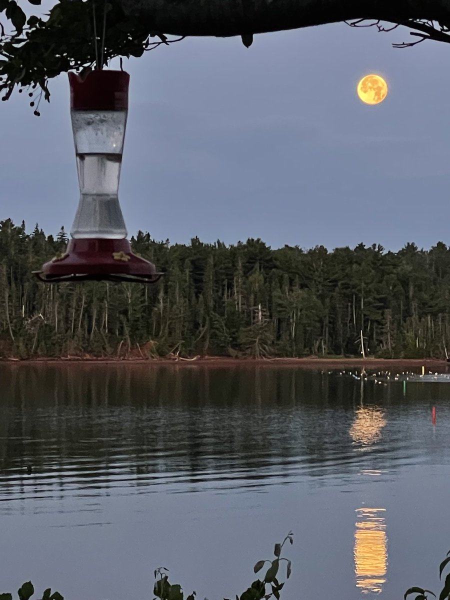 Hard to believe this was shot with an #iPhone12