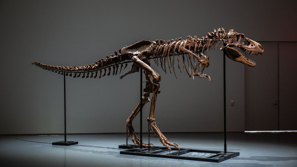 DinosaurDAO's tweet photo. DinosaurDAO is democratizing science and philanthropy, by buying a rare dinosaur on July 28 and donating it to science. Read our plan and and join our mission at our website: https://t.co/rbXKYgYPJn

#ownthesebones https://t.co/IopdQggKLm