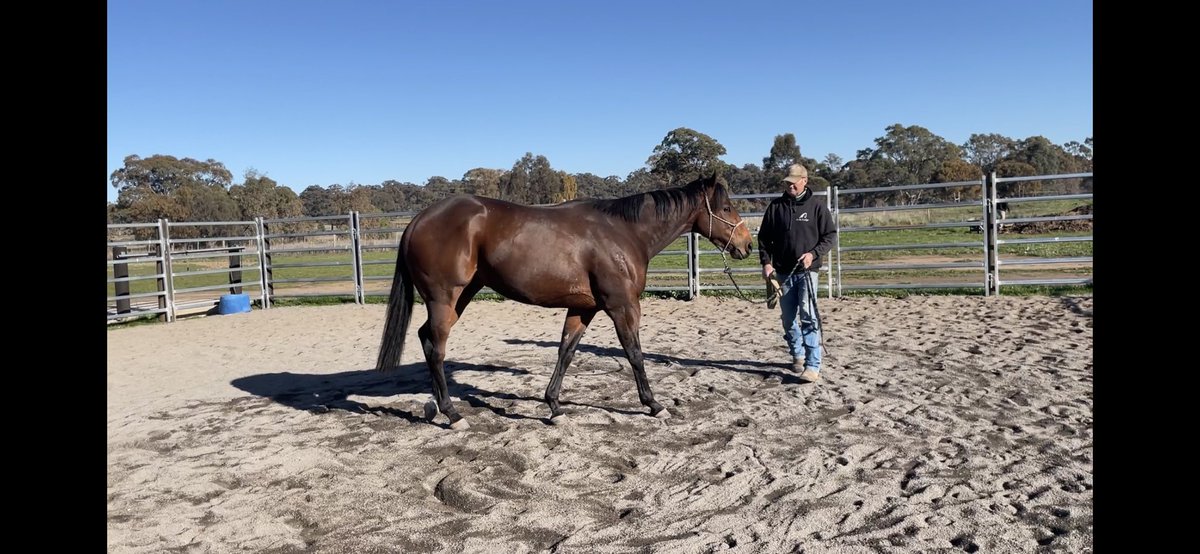 CobeLodge's tweet photo. What a difference a week makes!
#eidolon #comingup #dailymassage #mastertonmethod #equissage https://t.co/jWNEKaBOW7