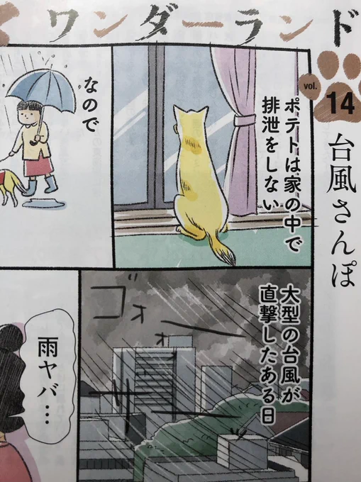 発売中の週刊SPA!に『犬々ワンダーランド』14話目が載ってます。家で排泄をしないポテちゃんは台風の日どうするのか…の巻です 