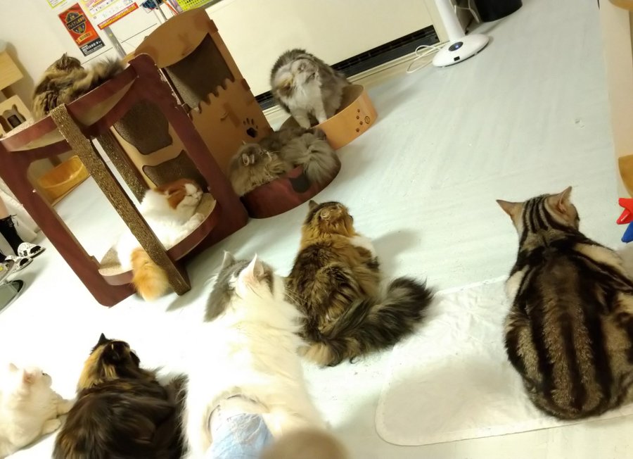 ねこカフェmimi ミミ 長野にある猫カフェ 子猫のへや